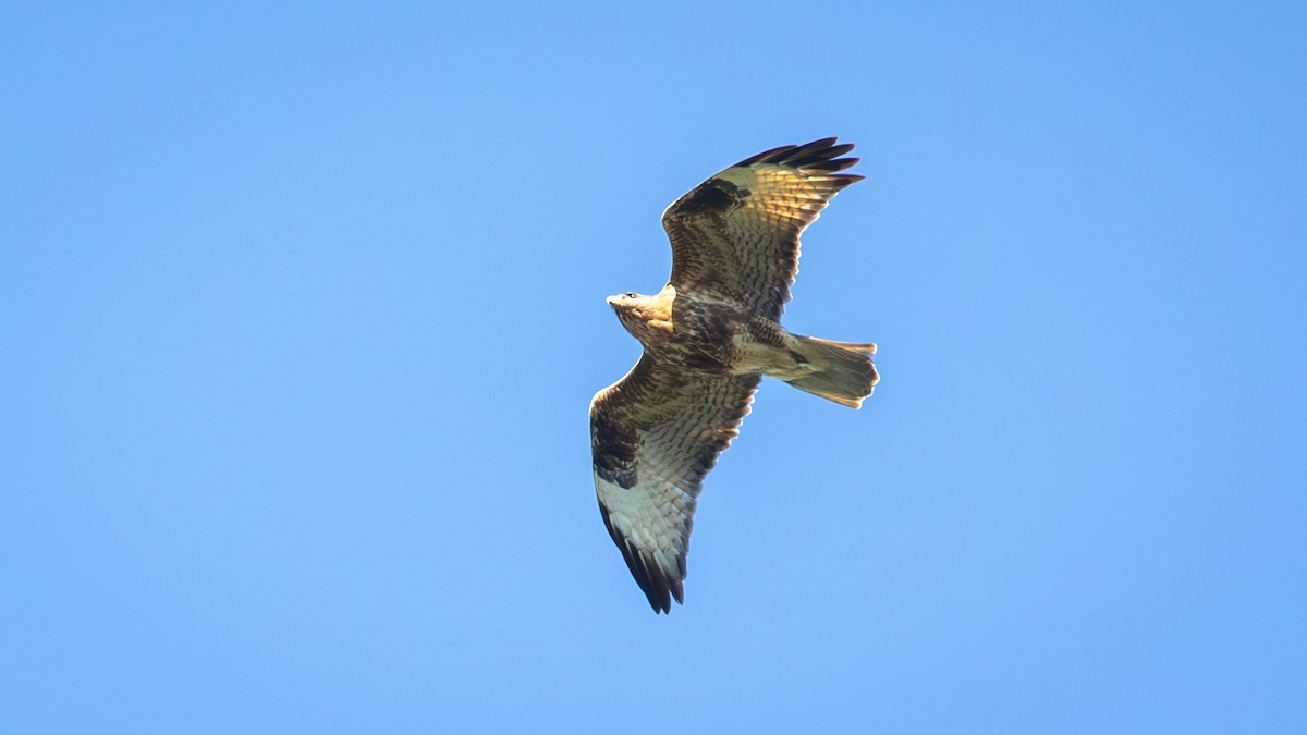 Eastern Buzzard - ML625196599