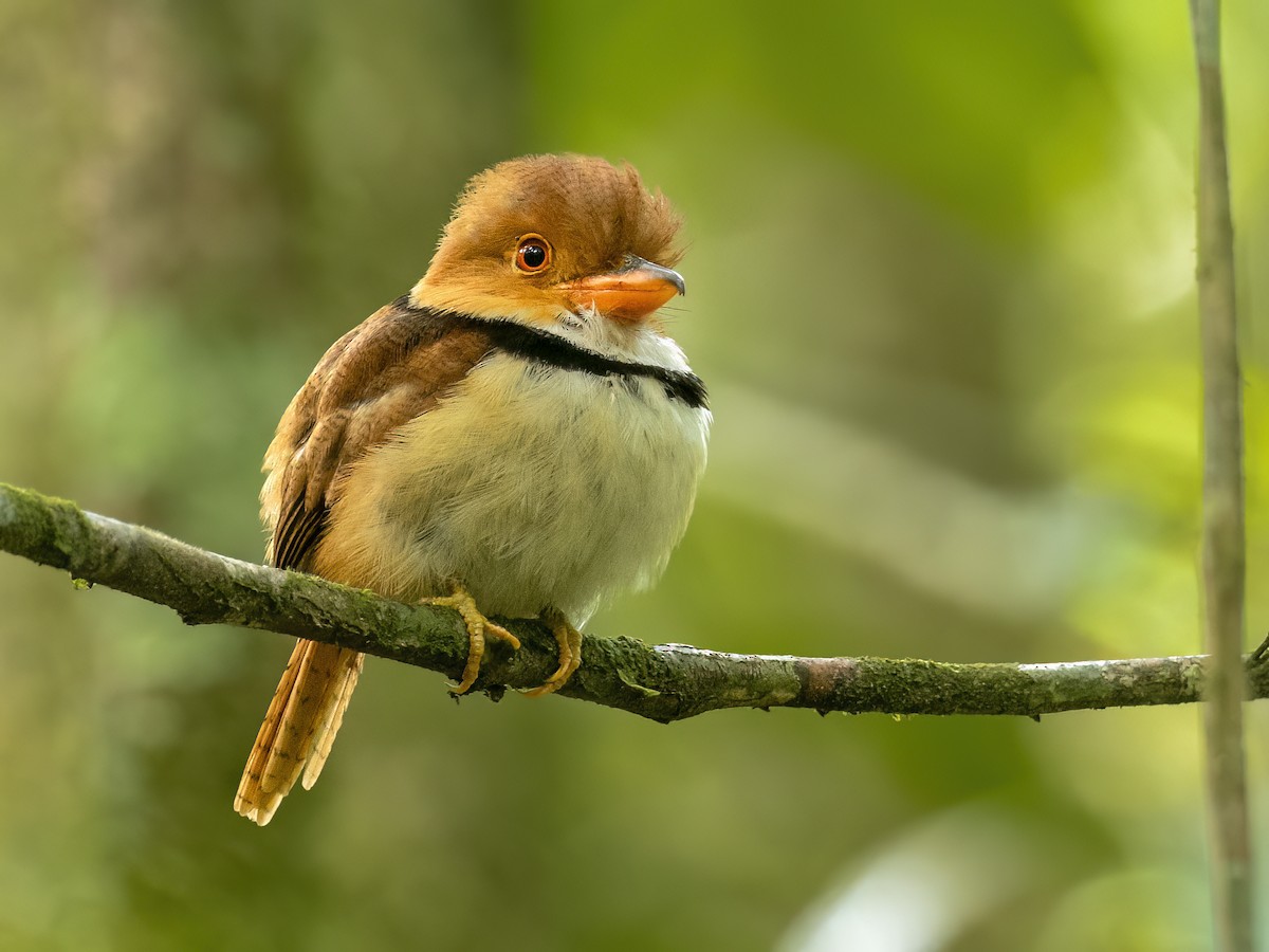 Collared Puffbird - Andres Vasquez Noboa