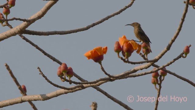 Scarlet-chested Sunbird - ML625196701