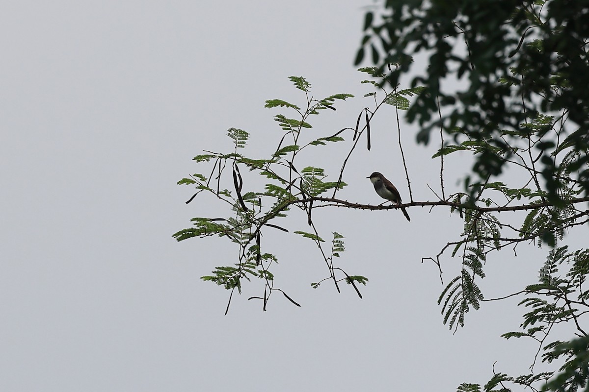 Gray-breasted Prinia - ML625196748