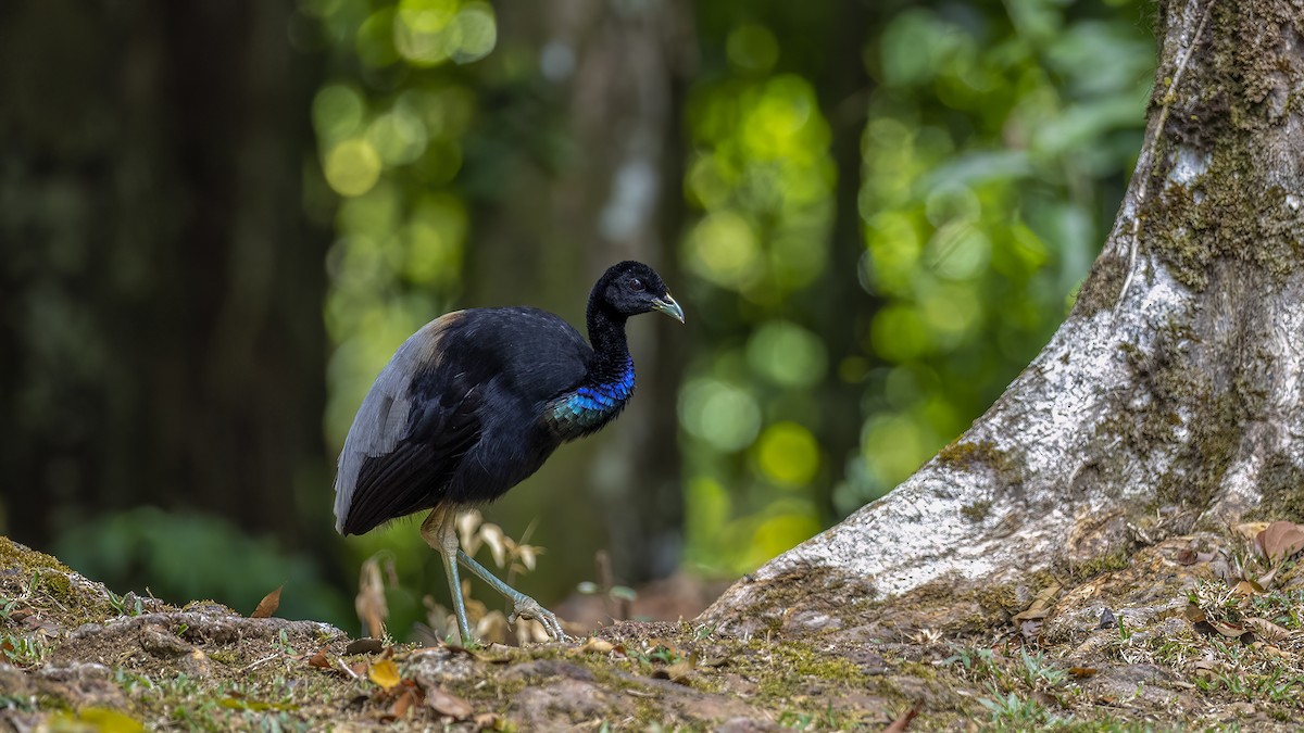 Gray-winged Trumpeter - Andres Vasquez Noboa