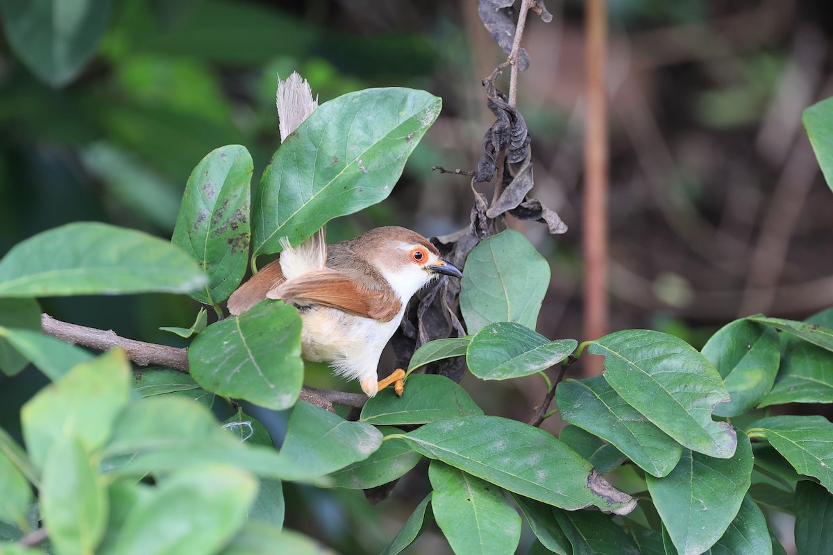 Yellow-eyed Babbler - ML625196790