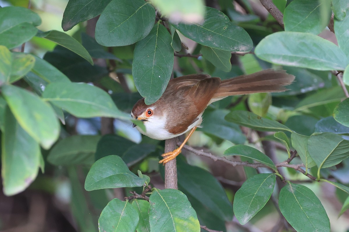 Yellow-eyed Babbler - ML625196791