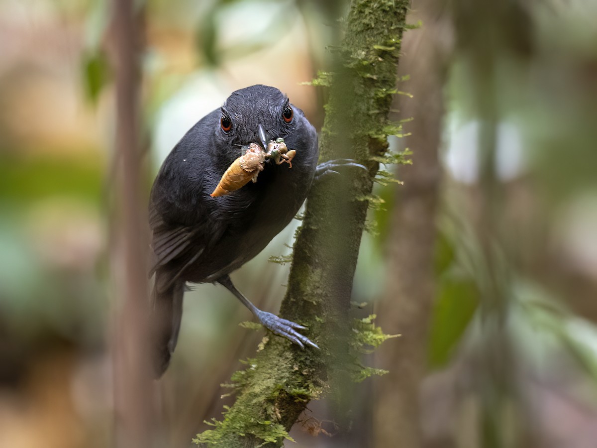 Black-throated Antshrike - ML625196795