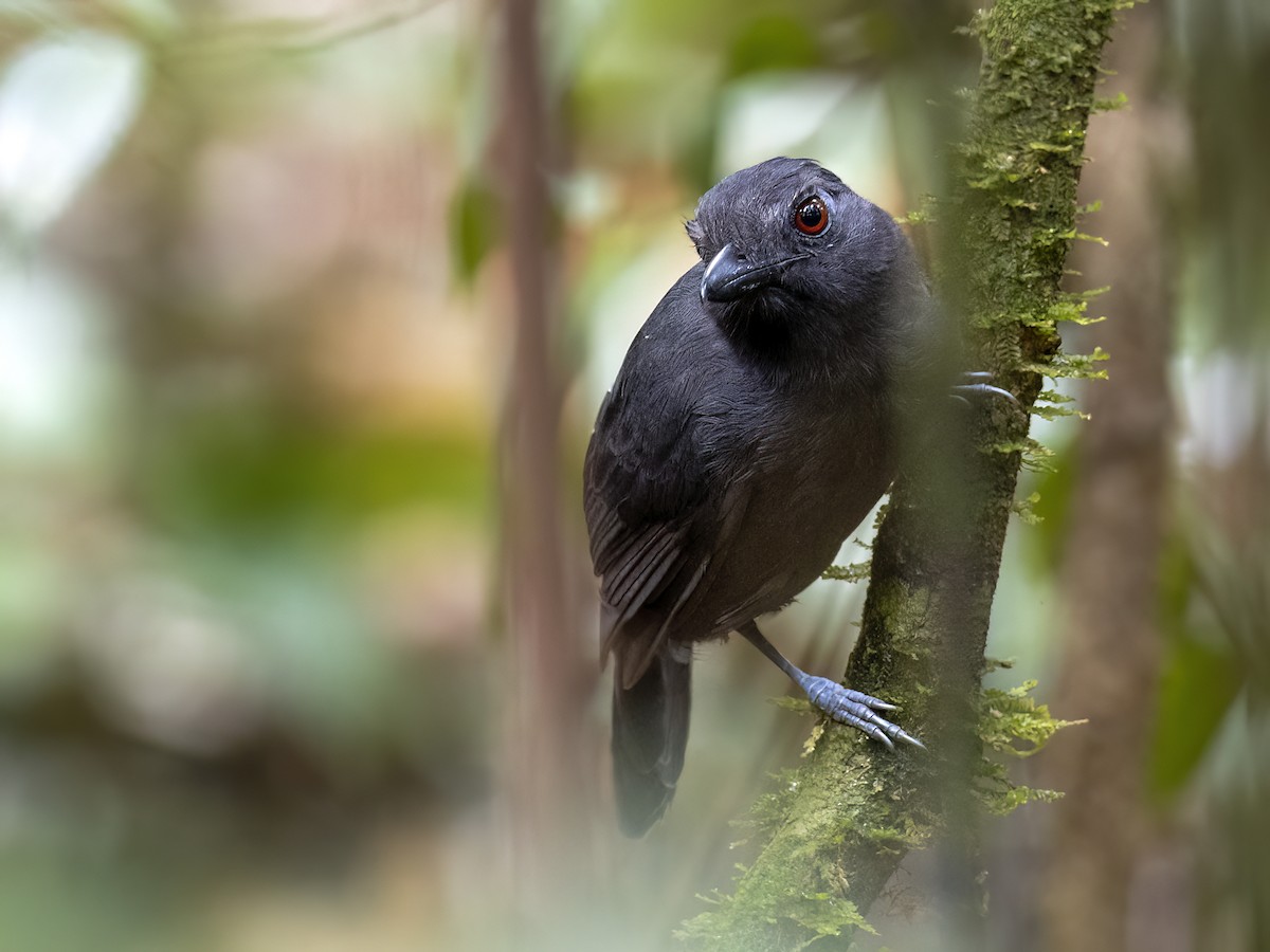 Black-throated Antshrike - ML625196797