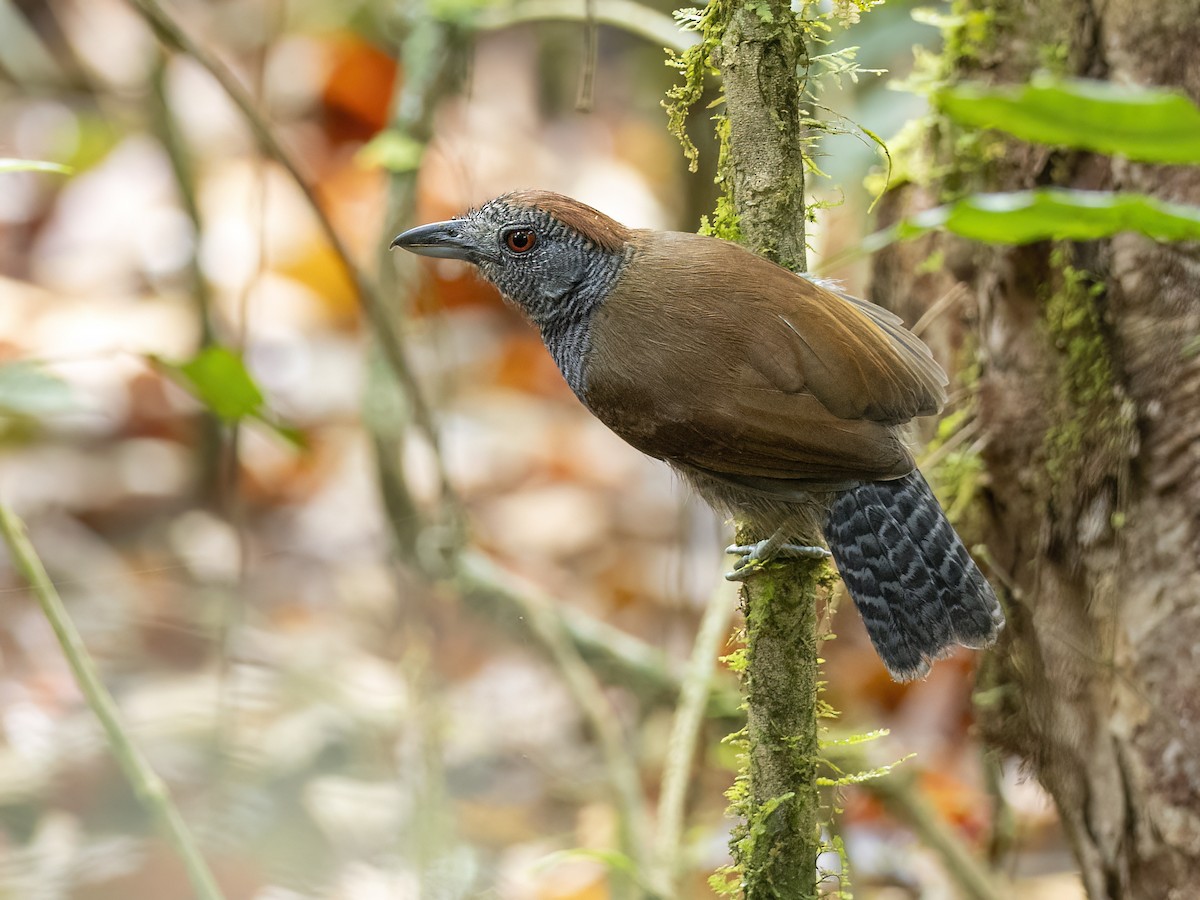 Black-throated Antshrike - ML625196798