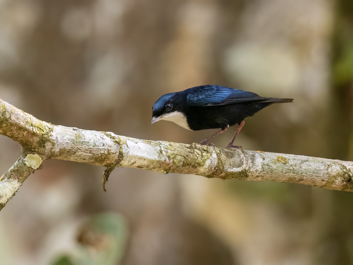 White-throated Manakin - Andres Vasquez Noboa