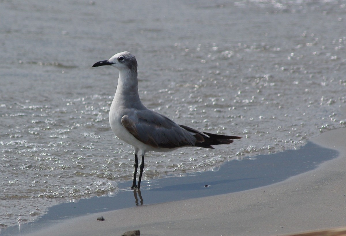 Laughing Gull - ML625196853