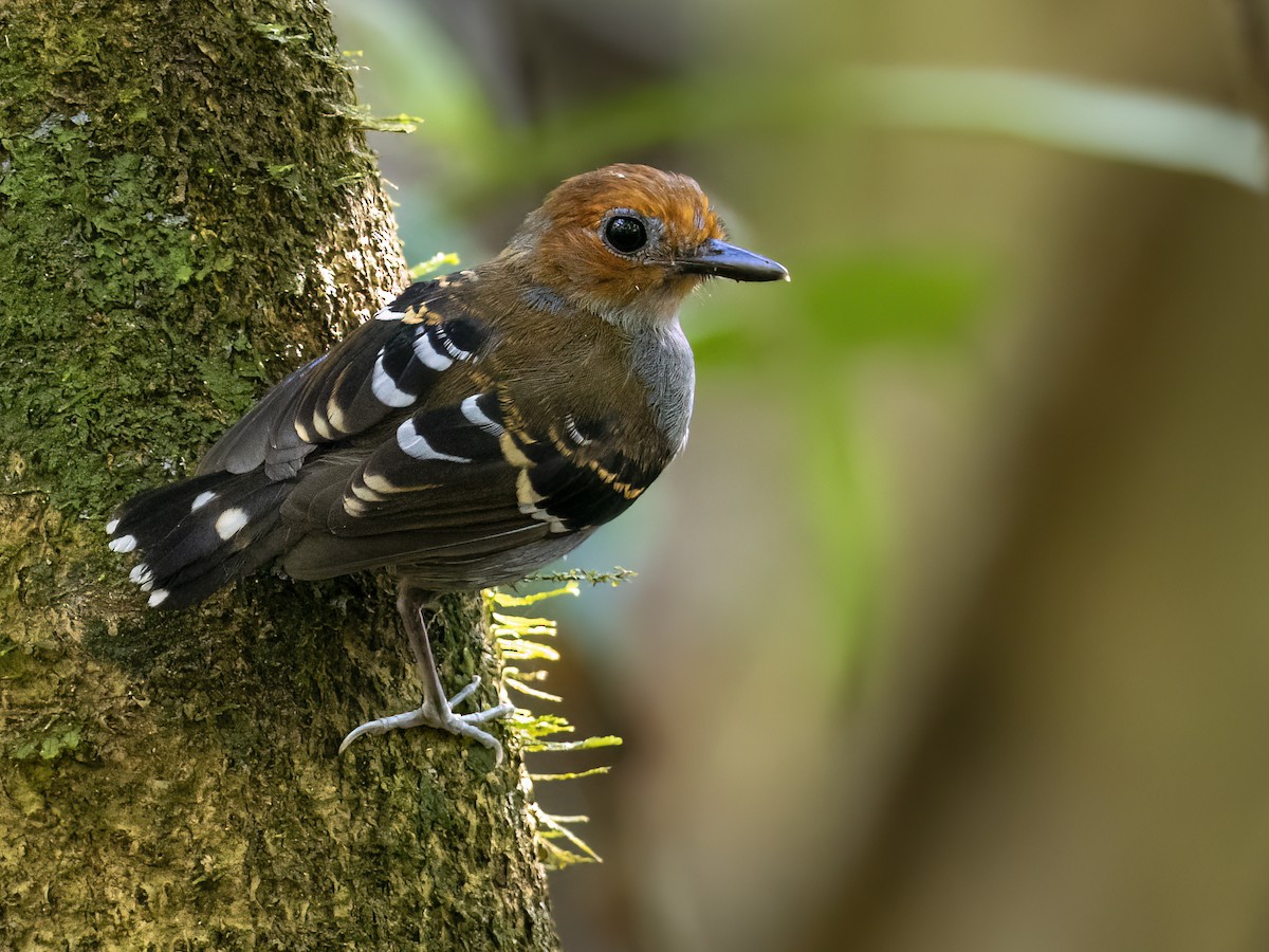 Common Scale-backed Antbird - Andres Vasquez Noboa