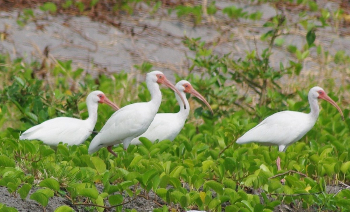 White Ibis - ML625196894