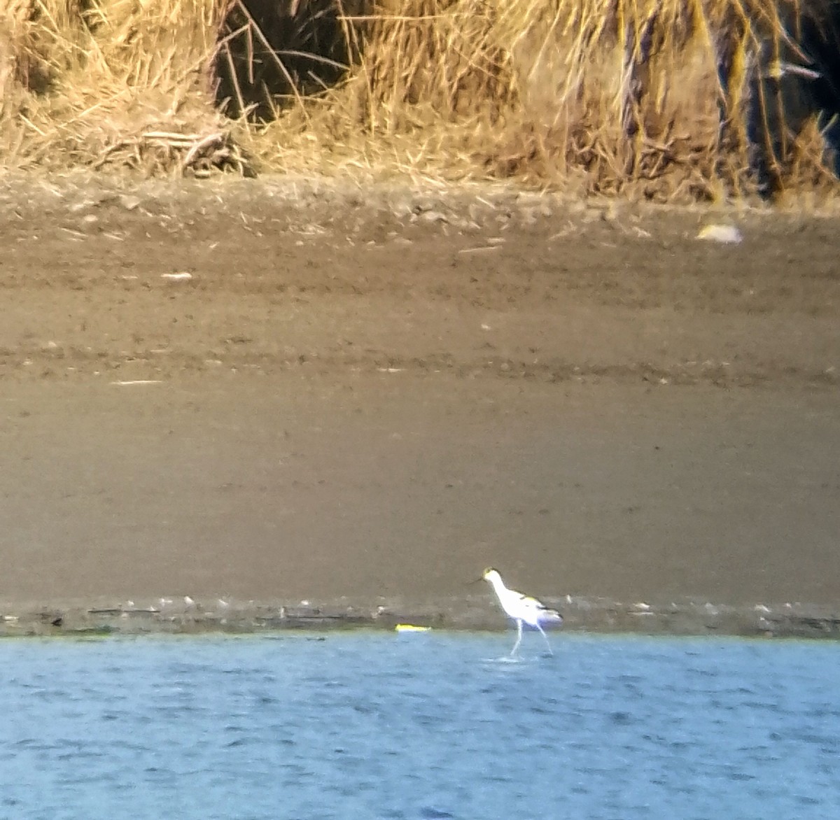 Pied Avocet - ML625197007