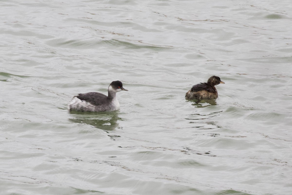 Eared Grebe - Thomas Doebel