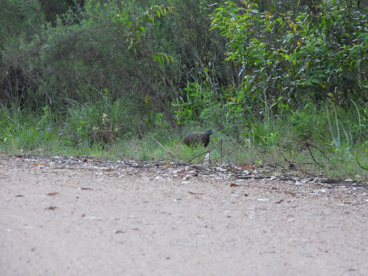 Brown Tinamou - ML625197134