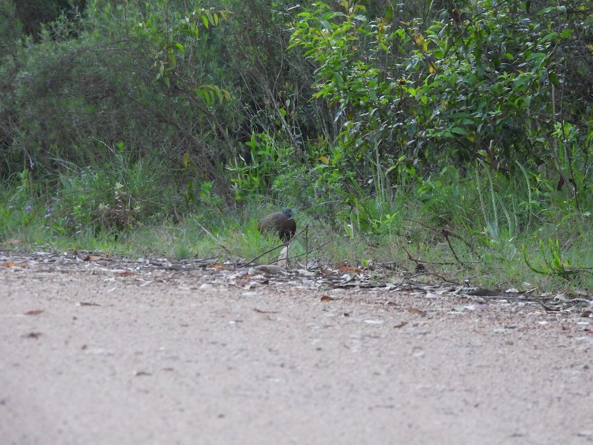 Brown Tinamou - ML625197135