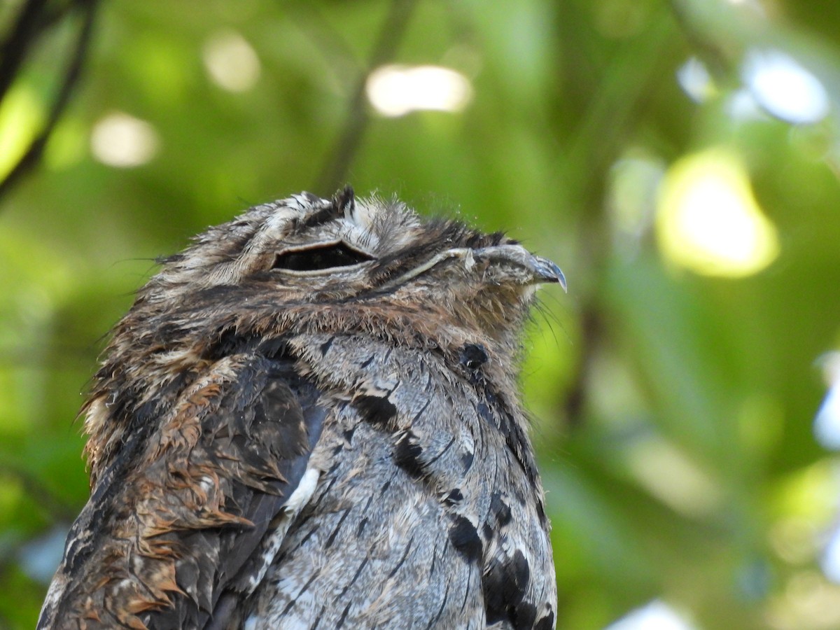 Common Potoo - ML625197149