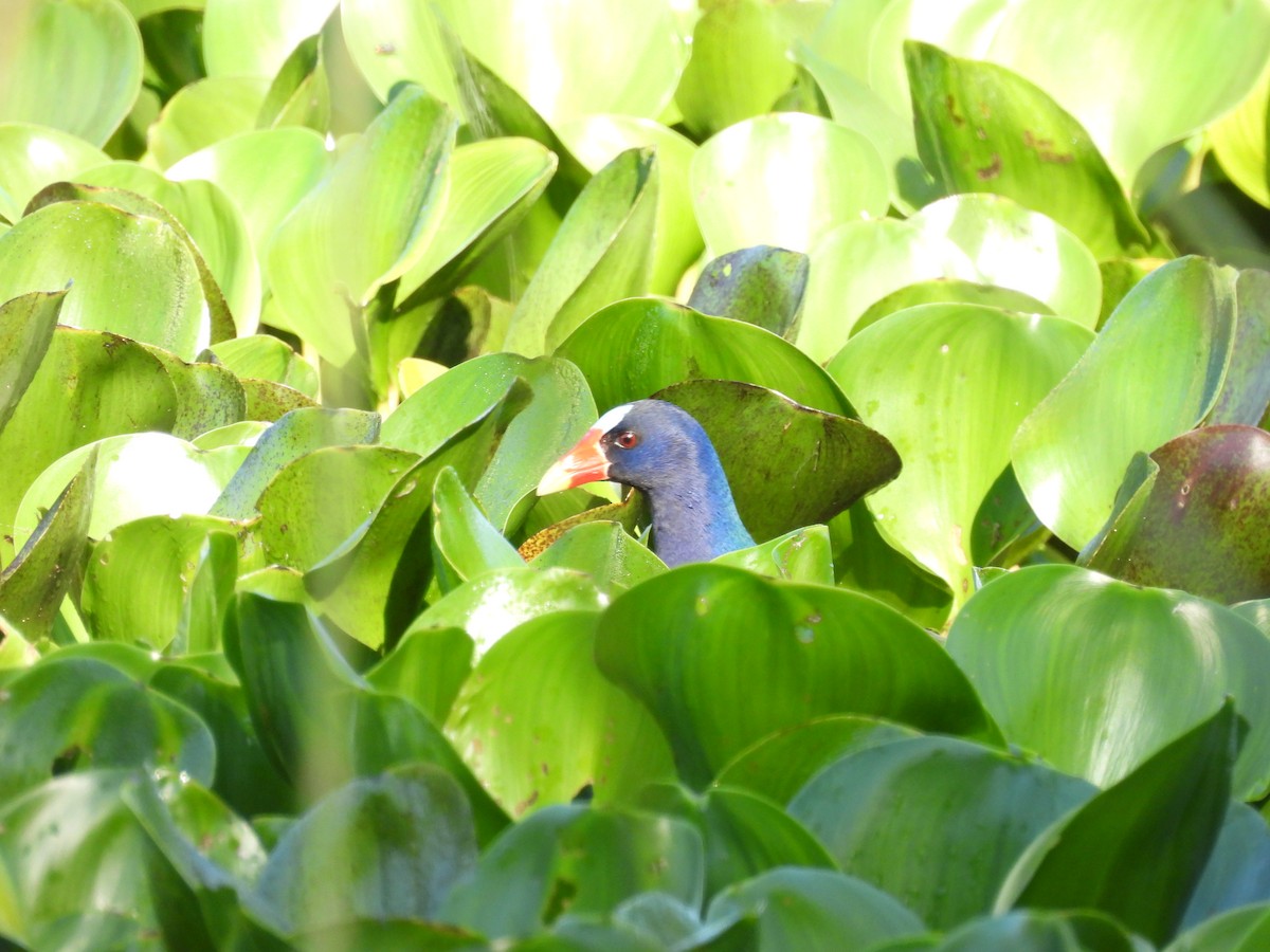 Purple Gallinule - ML625197157