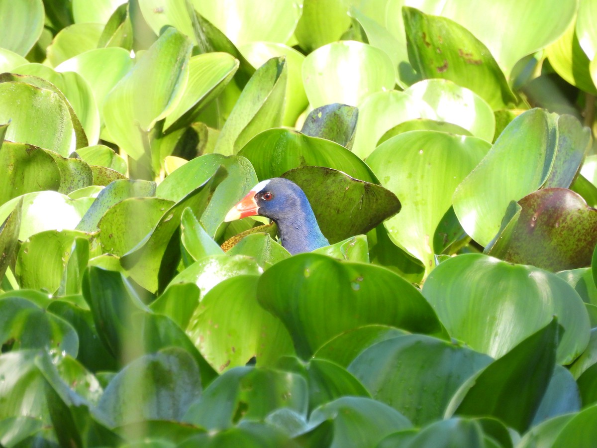 Purple Gallinule - ML625197158