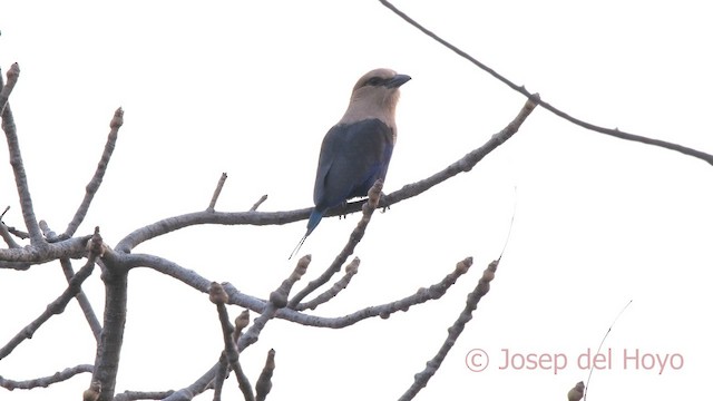 Blue-bellied Roller - ML625197163