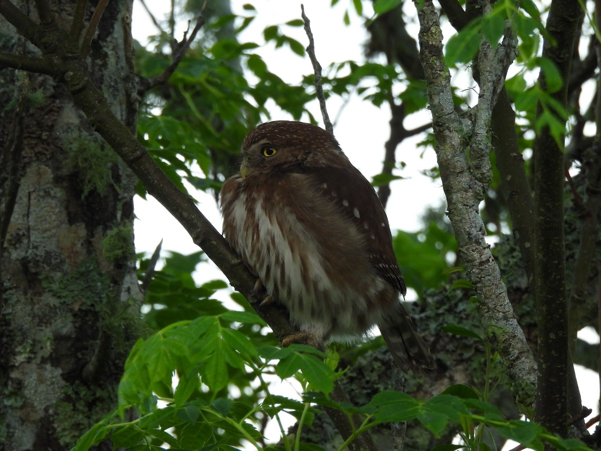 Ferruginous Pygmy-Owl - ML625197172