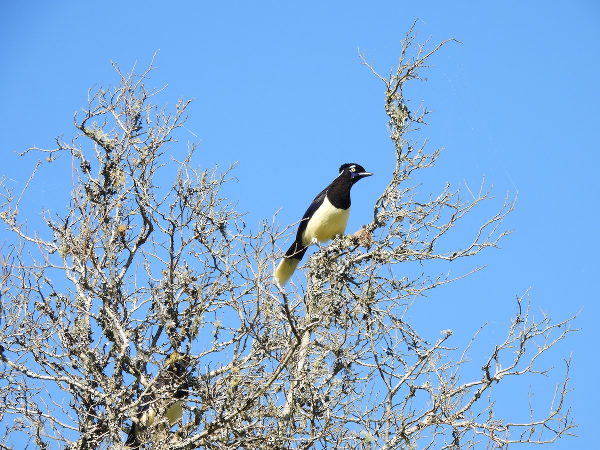 Plush-crested Jay - ML625197192