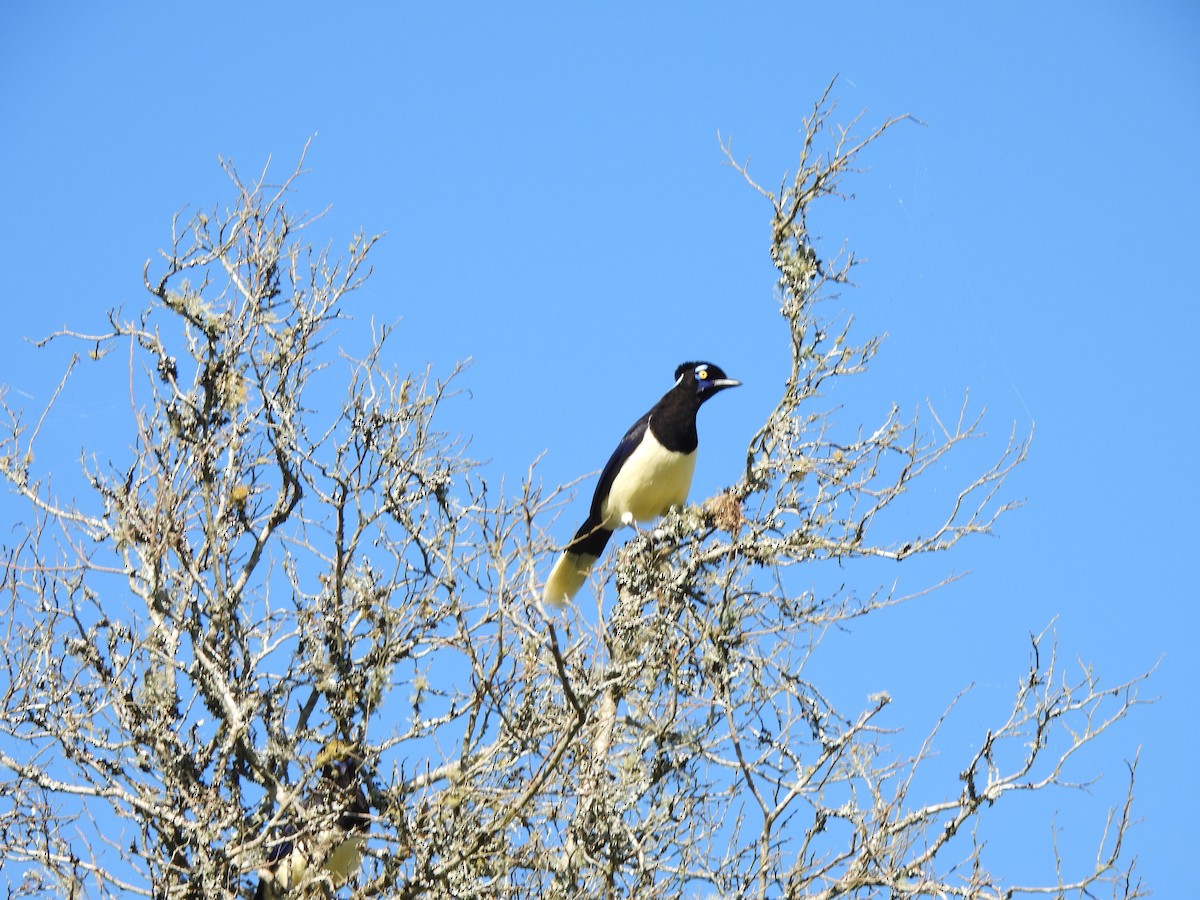 Plush-crested Jay - ML625197193