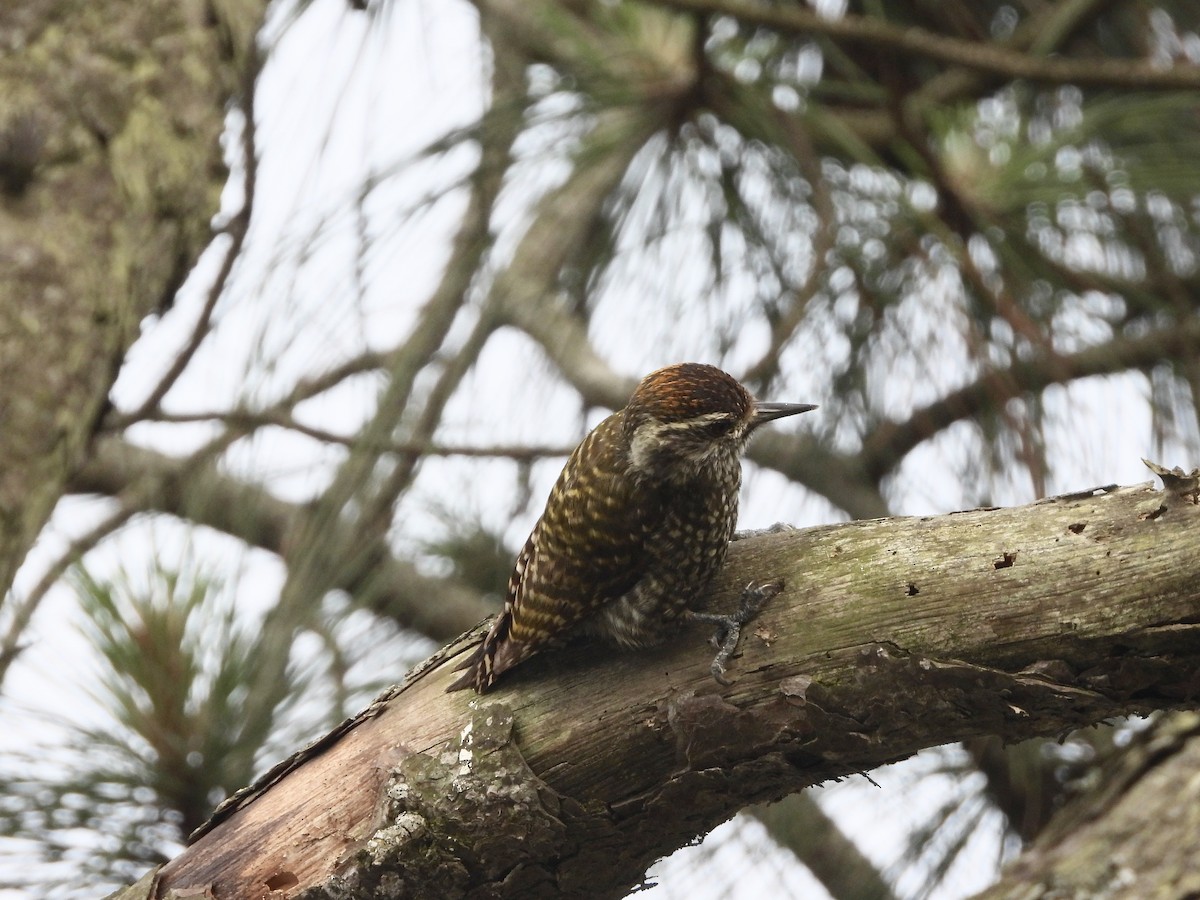 White-spotted Woodpecker - ML625197212