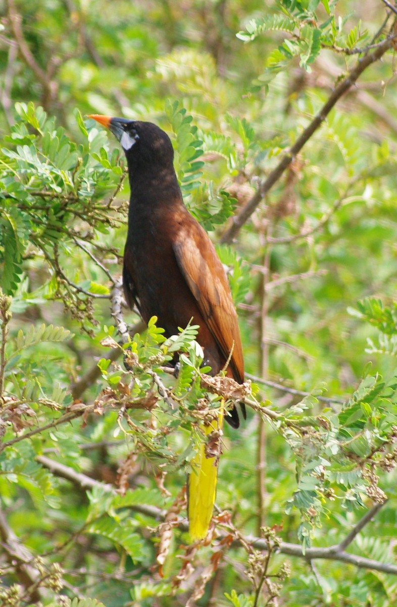 Montezuma Oropendola - ML625197240