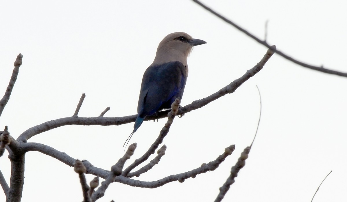 Blue-bellied Roller - Josep del Hoyo