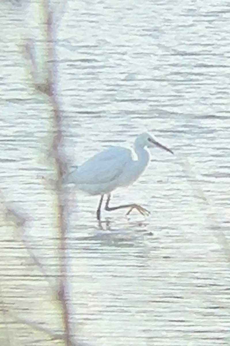 Little Egret - Thomas Doebel