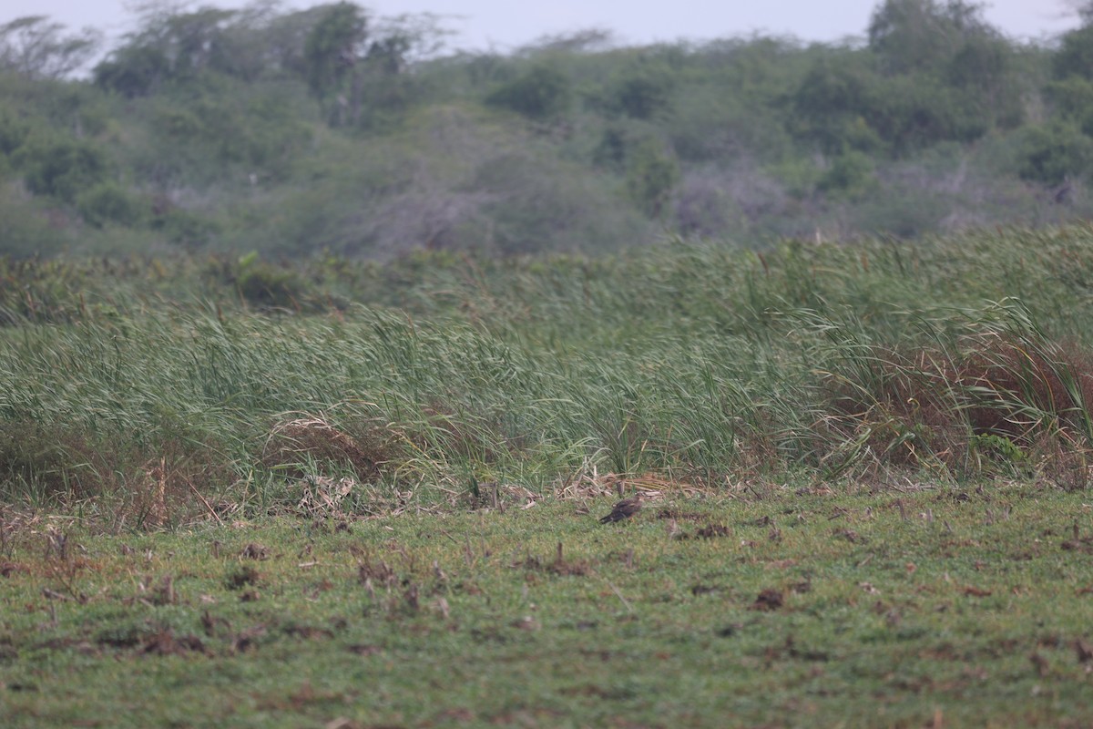 Montagu's Harrier - Tavisha Udupihille