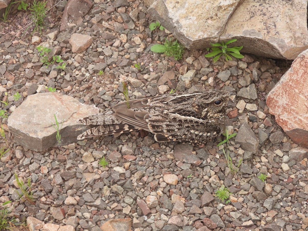 Scissor-tailed Nightjar - ML625197358