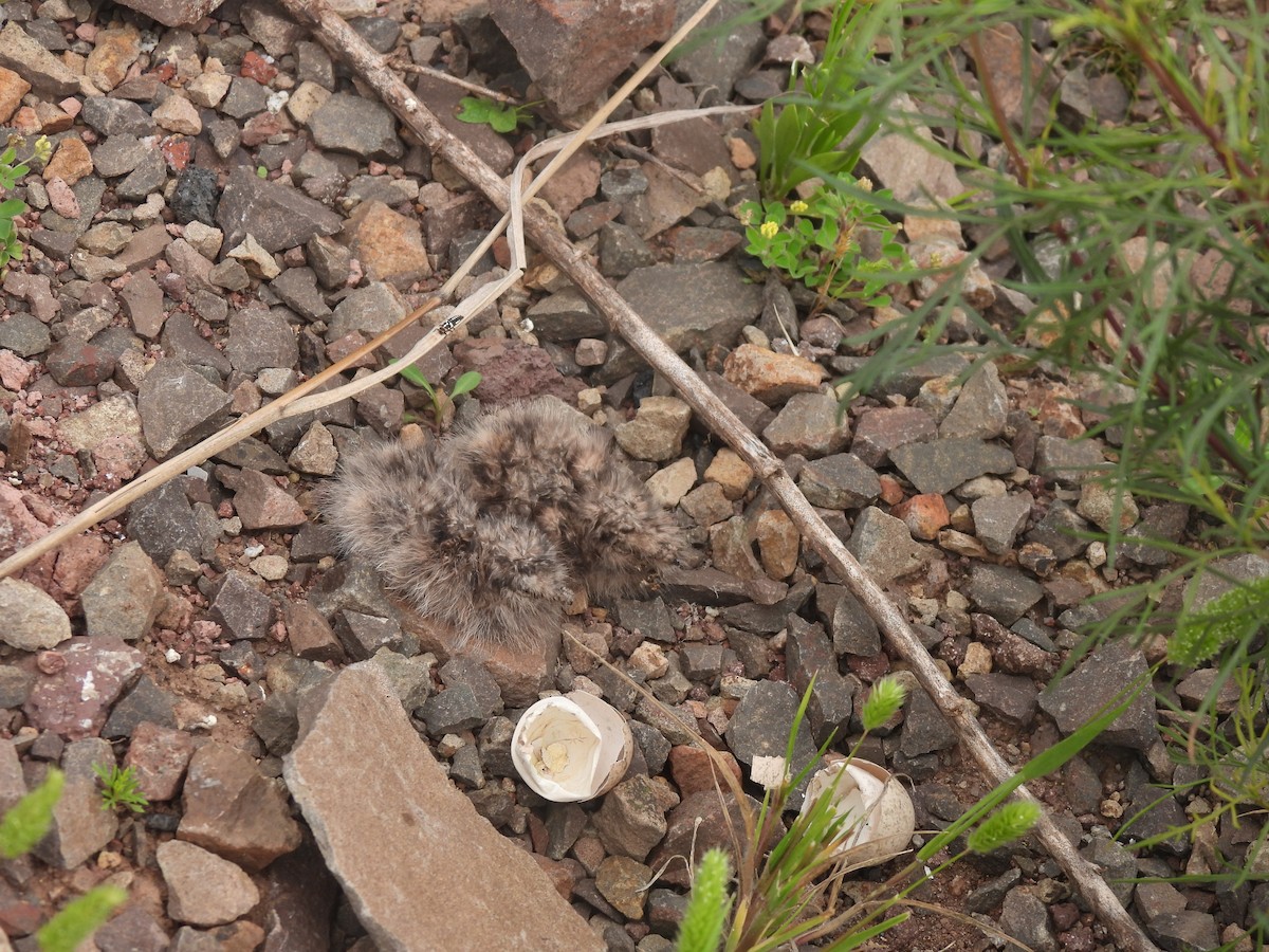 Scissor-tailed Nightjar - ML625197365