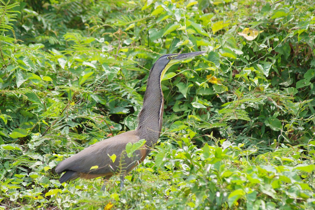 Bare-throated Tiger-Heron - ML625197369