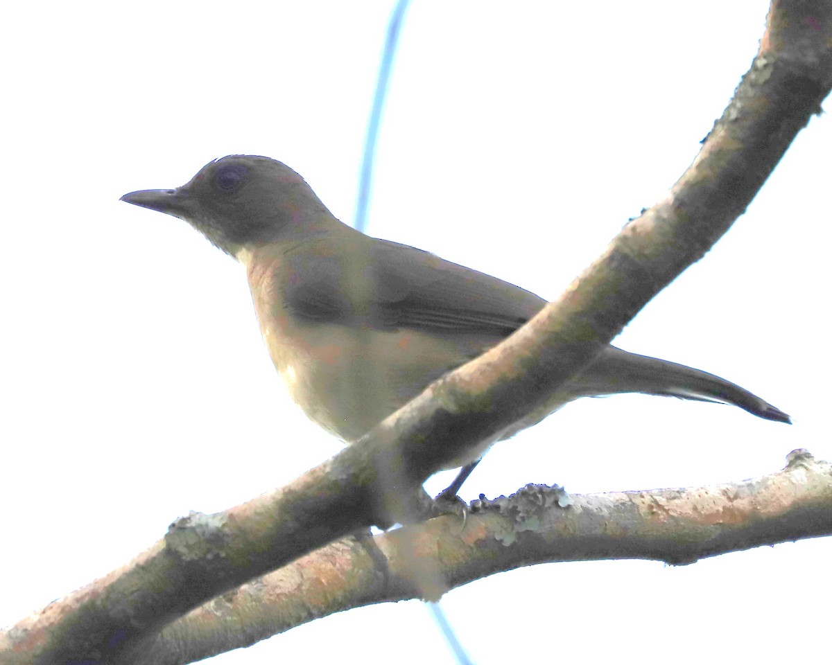 Black-billed Thrush - ML625197496