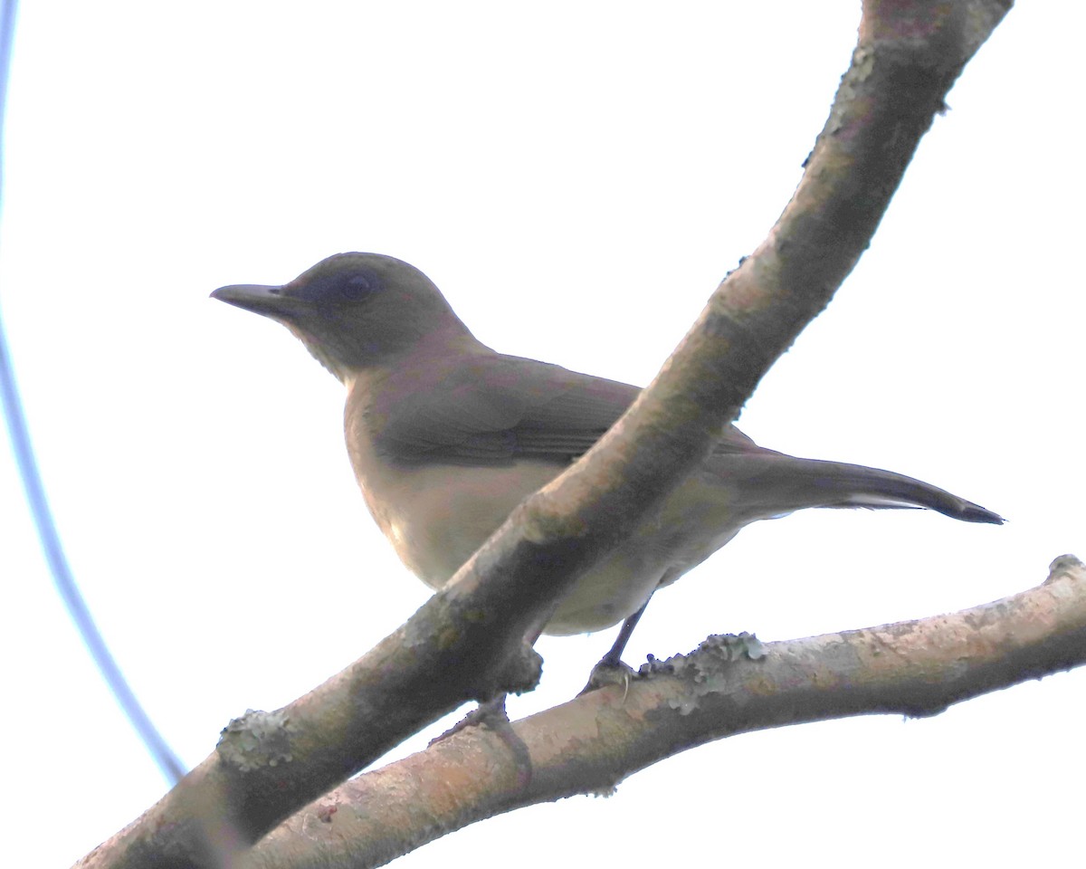 Black-billed Thrush - ML625197497