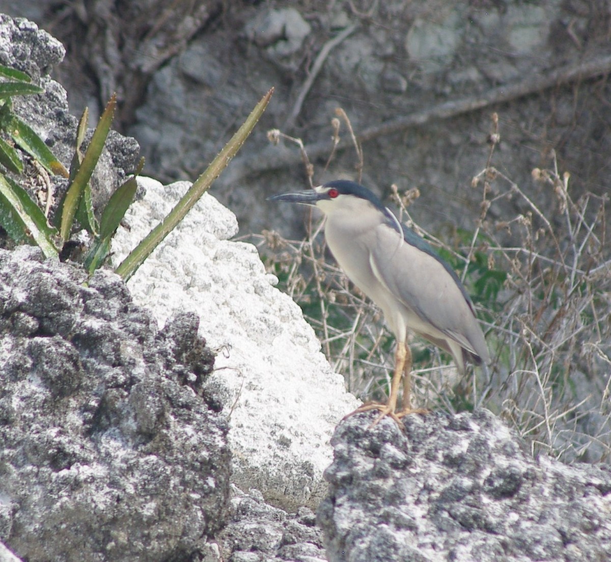 Black-crowned Night Heron - ML625197557