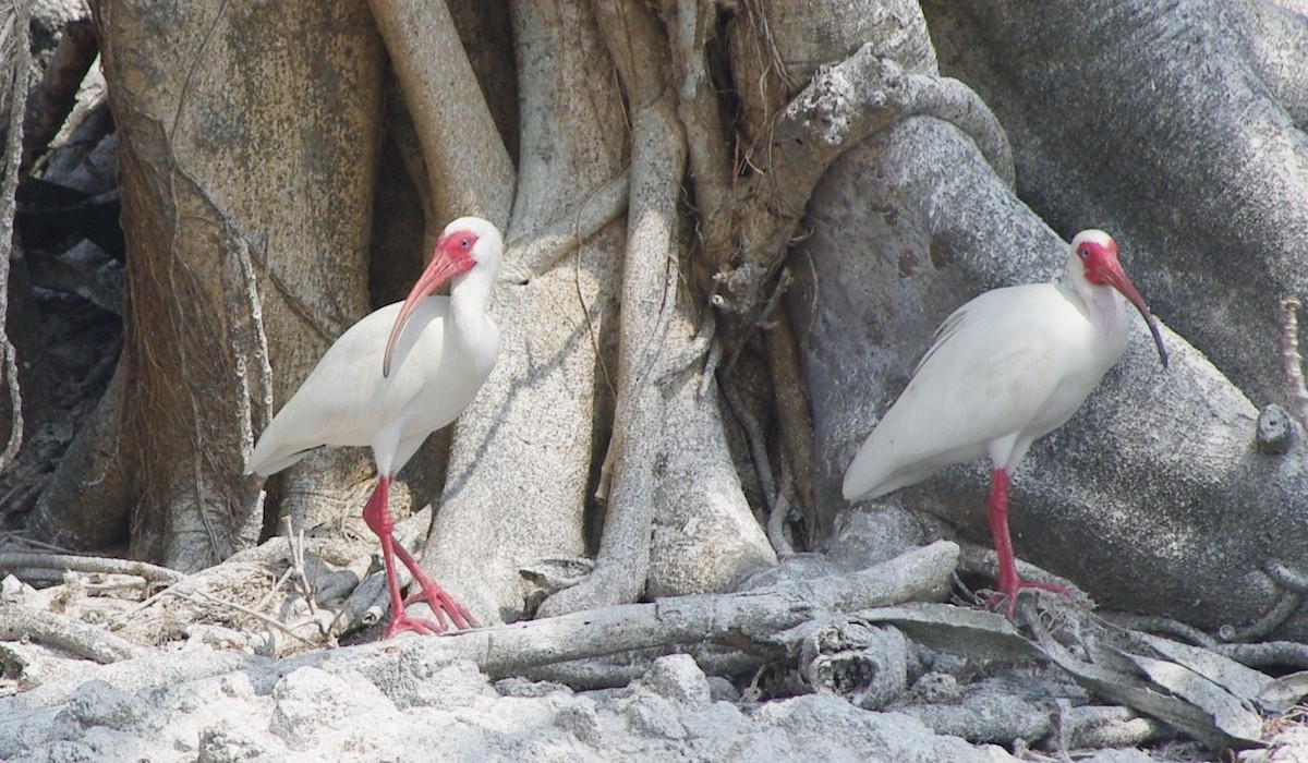 White Ibis - ML625197561