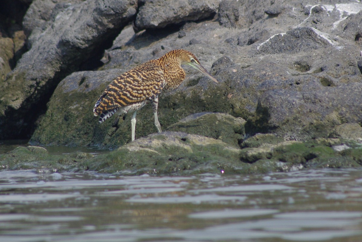 Rufescent Tiger-Heron - ML625197617