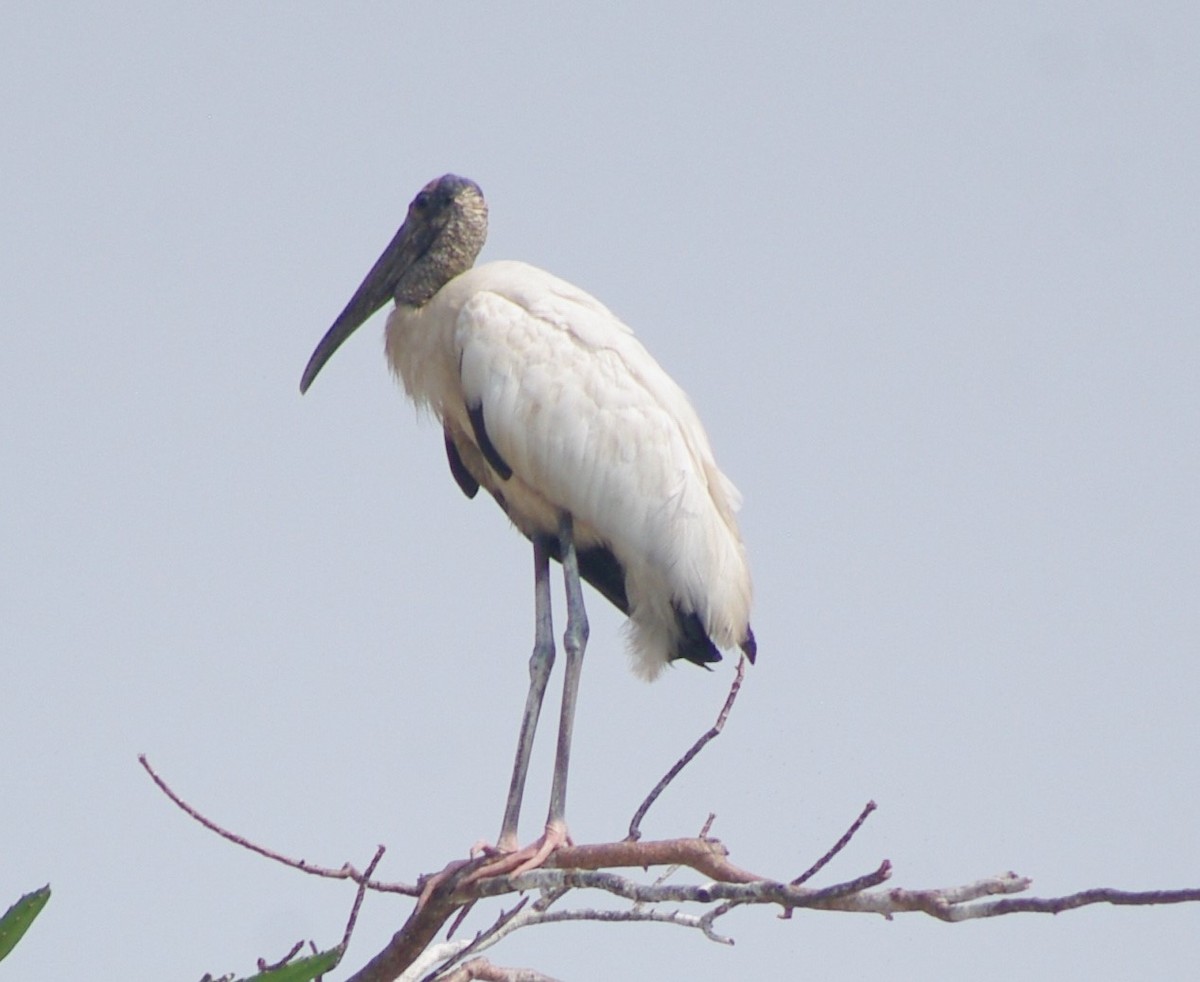 Wood Stork - ML625197629