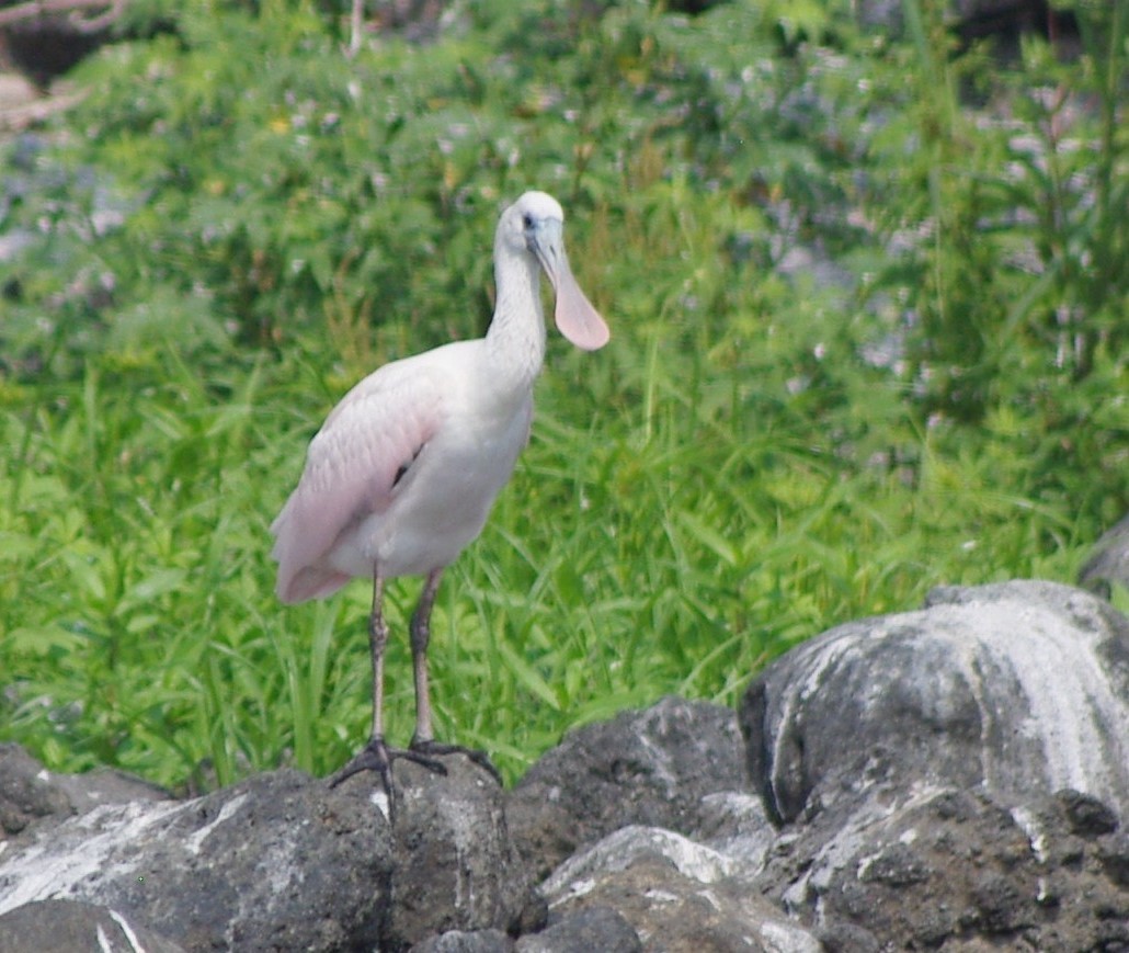 Roseate Spoonbill - ML625197649