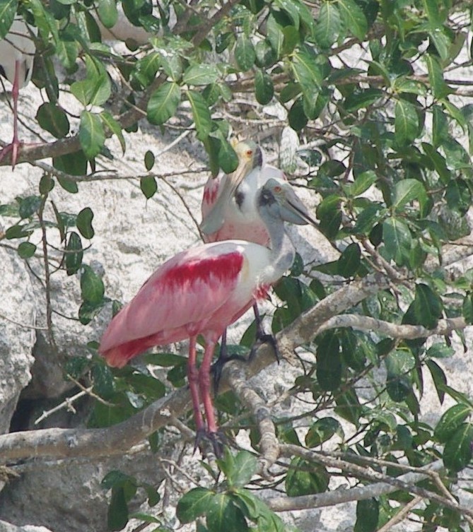 Roseate Spoonbill - ML625197690