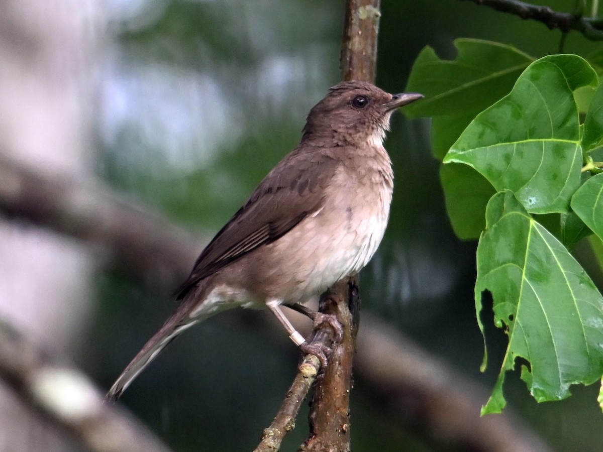 Black-billed Thrush - ML625197715