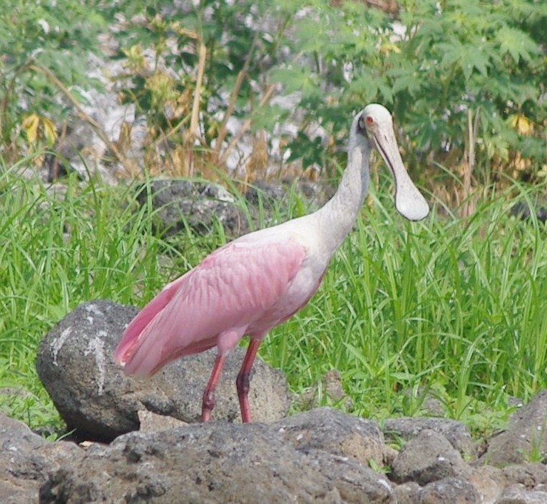 Roseate Spoonbill - ML625197723