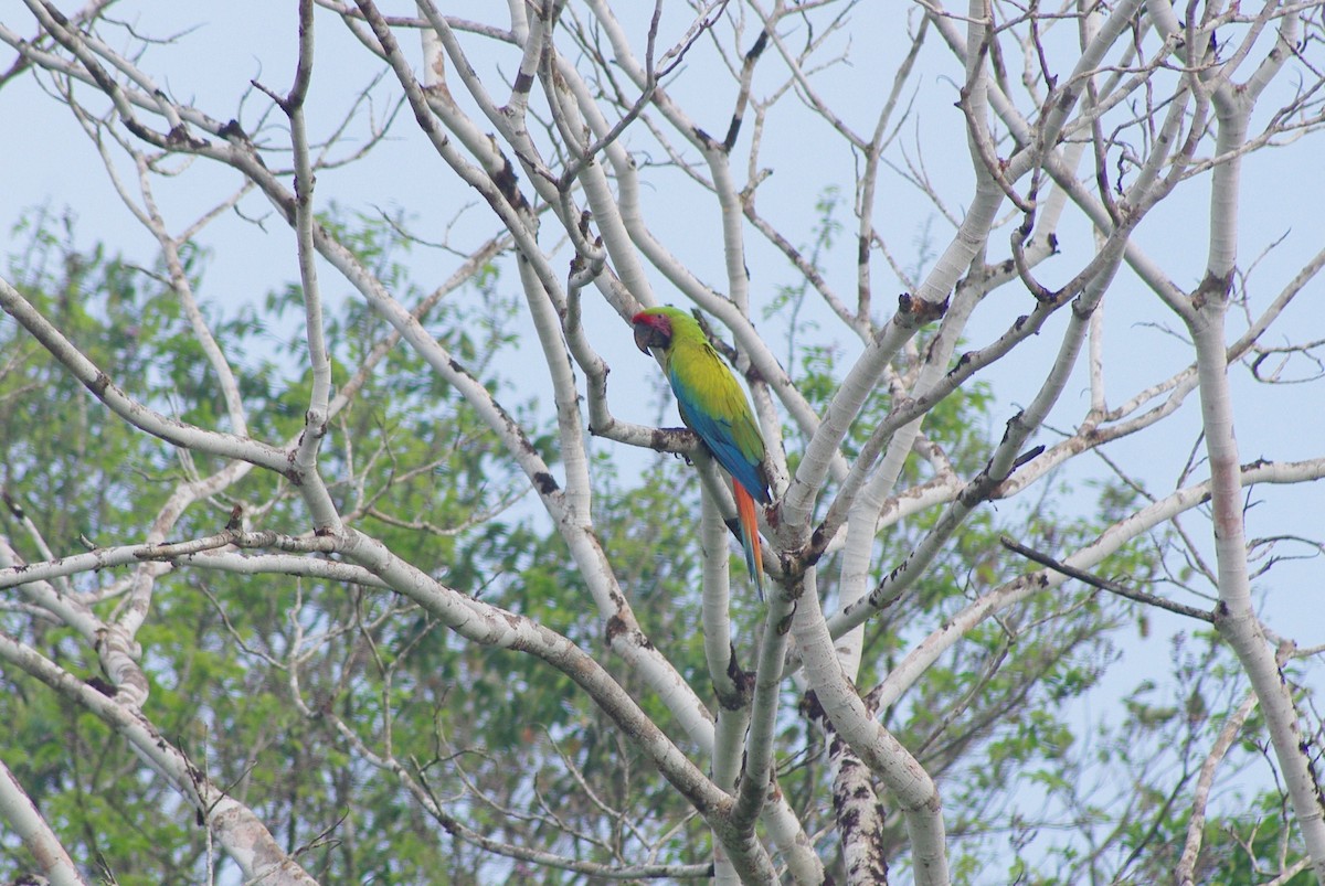 Great Green Macaw - ML625197749