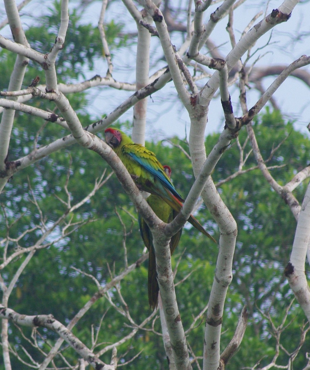 Great Green Macaw - ML625197766