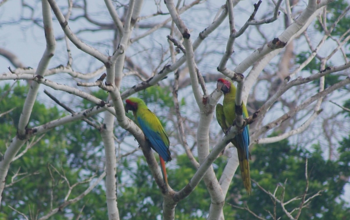 Great Green Macaw - ML625197783