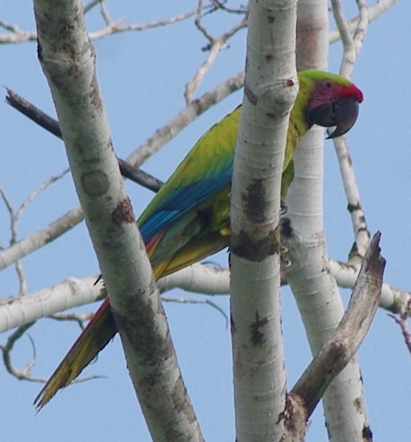 Great Green Macaw - ML625197822