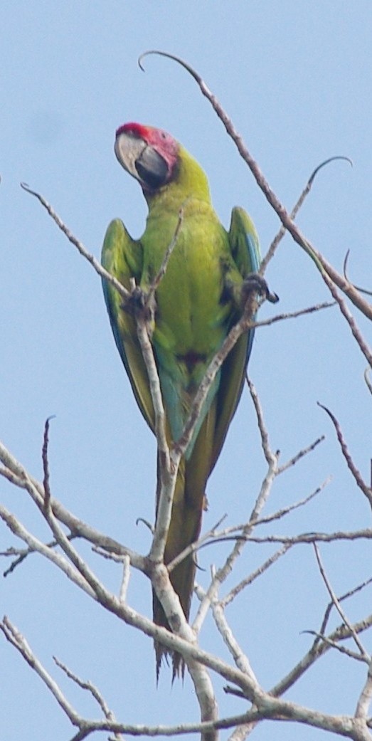 Great Green Macaw - ML625197834