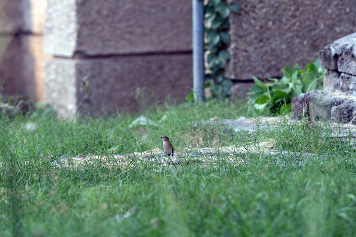 Red-breasted Flycatcher - ML625197848