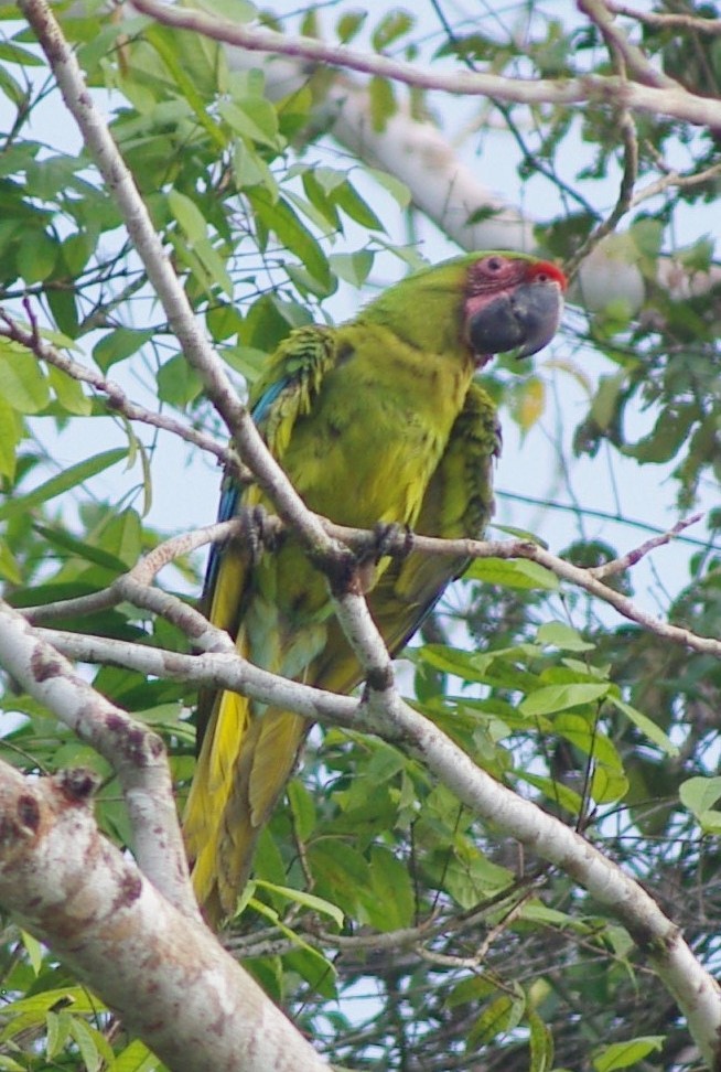 Great Green Macaw - ML625197863